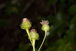 Arkansas ironweed